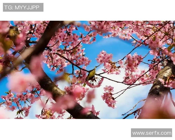 鸟夕砂岩与大阪樱花的精彩对决谁能笑到最后 鸟夕砂岩与大阪樱花的精彩对决谁能笑到最后